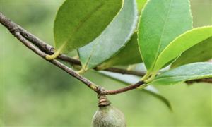 野生山茶油行業(yè)現(xiàn)狀分析 野生山茶油效益分析